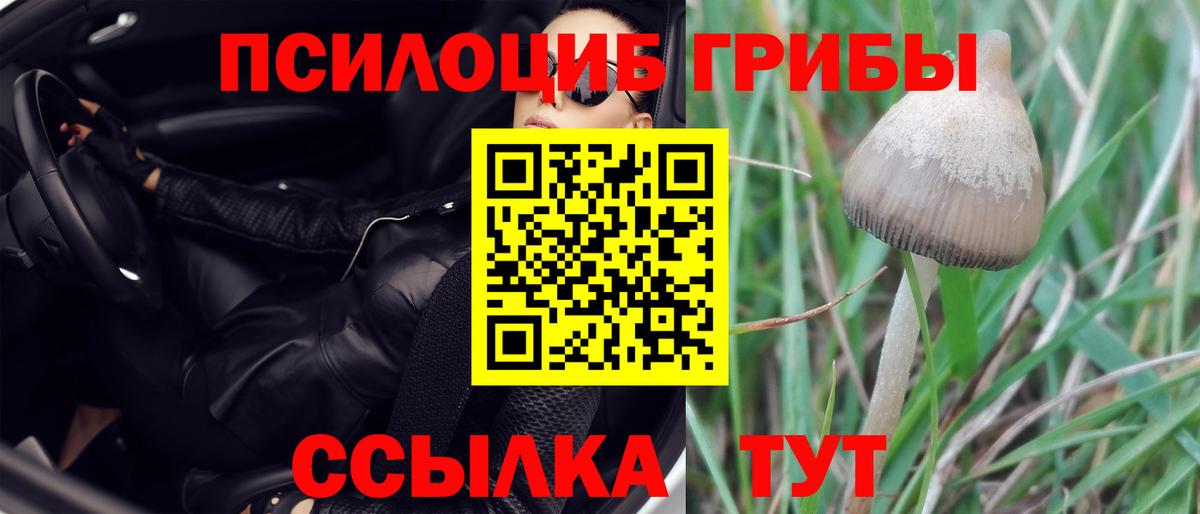 цена наркотик  Вход с VPN  Элиста  Галлюциногенные грибы Psilocybe 